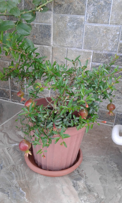 20180821_102228.jpg