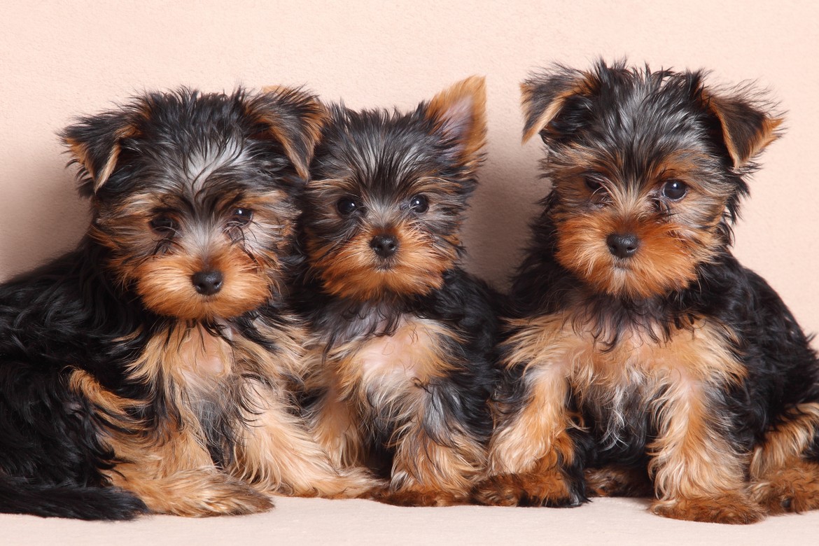 yorkshire_terrier_121965670.jpg__1170x0_q90_subsampling_2_upscale.jpg