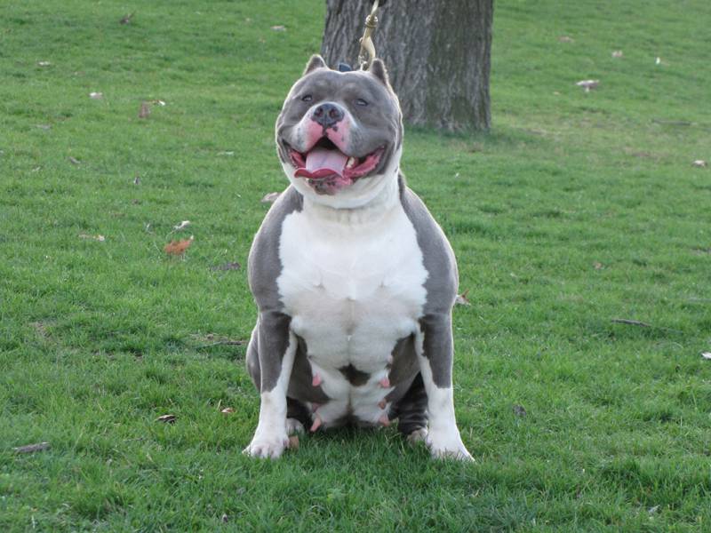 blue_nose_pitbull_2.jpg