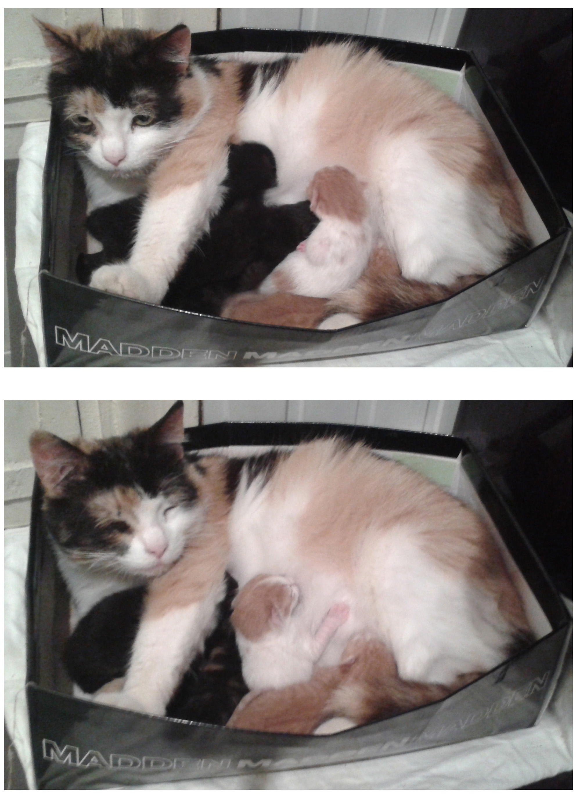cat_2.jpg