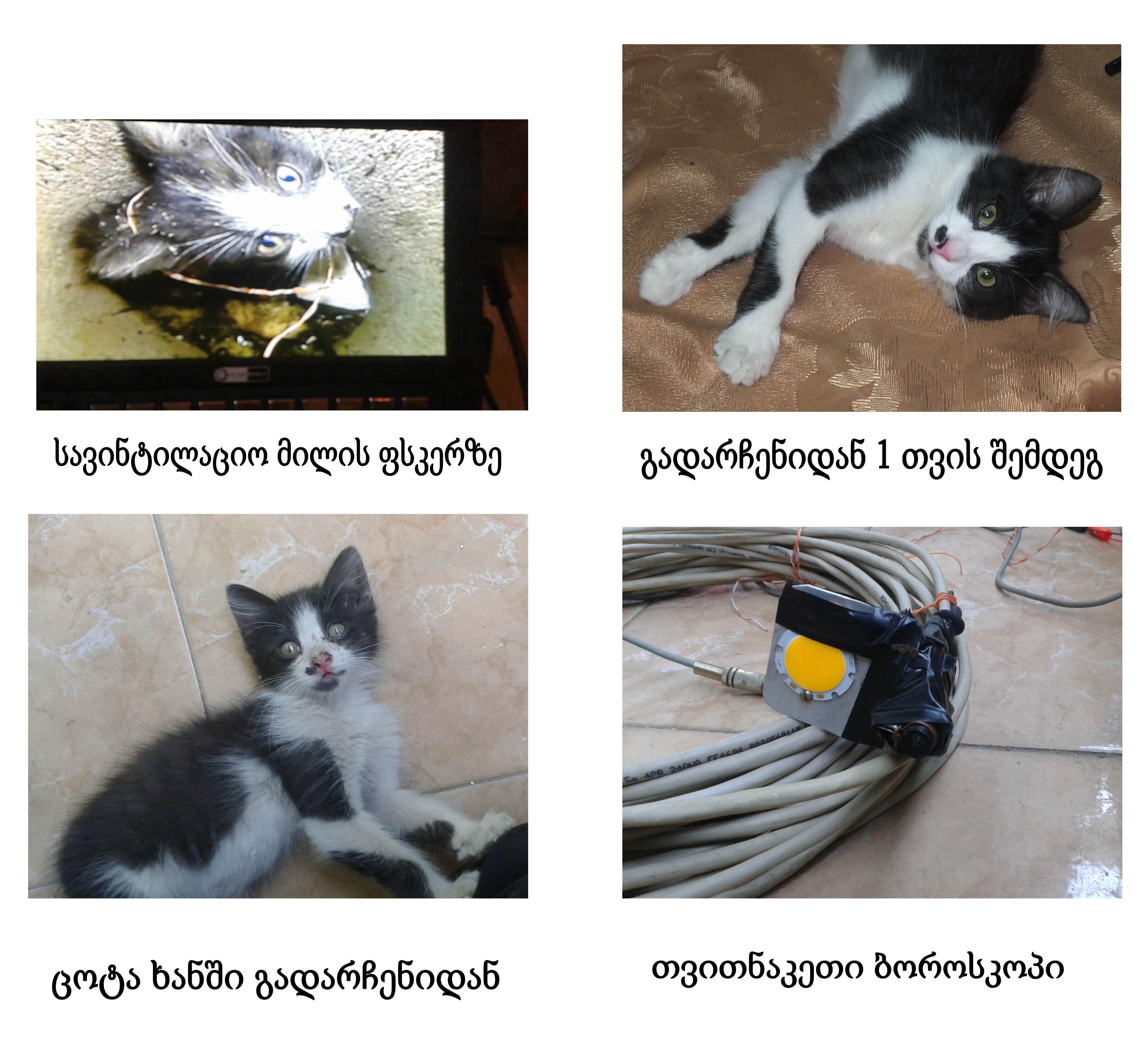 cat_4.jpg
