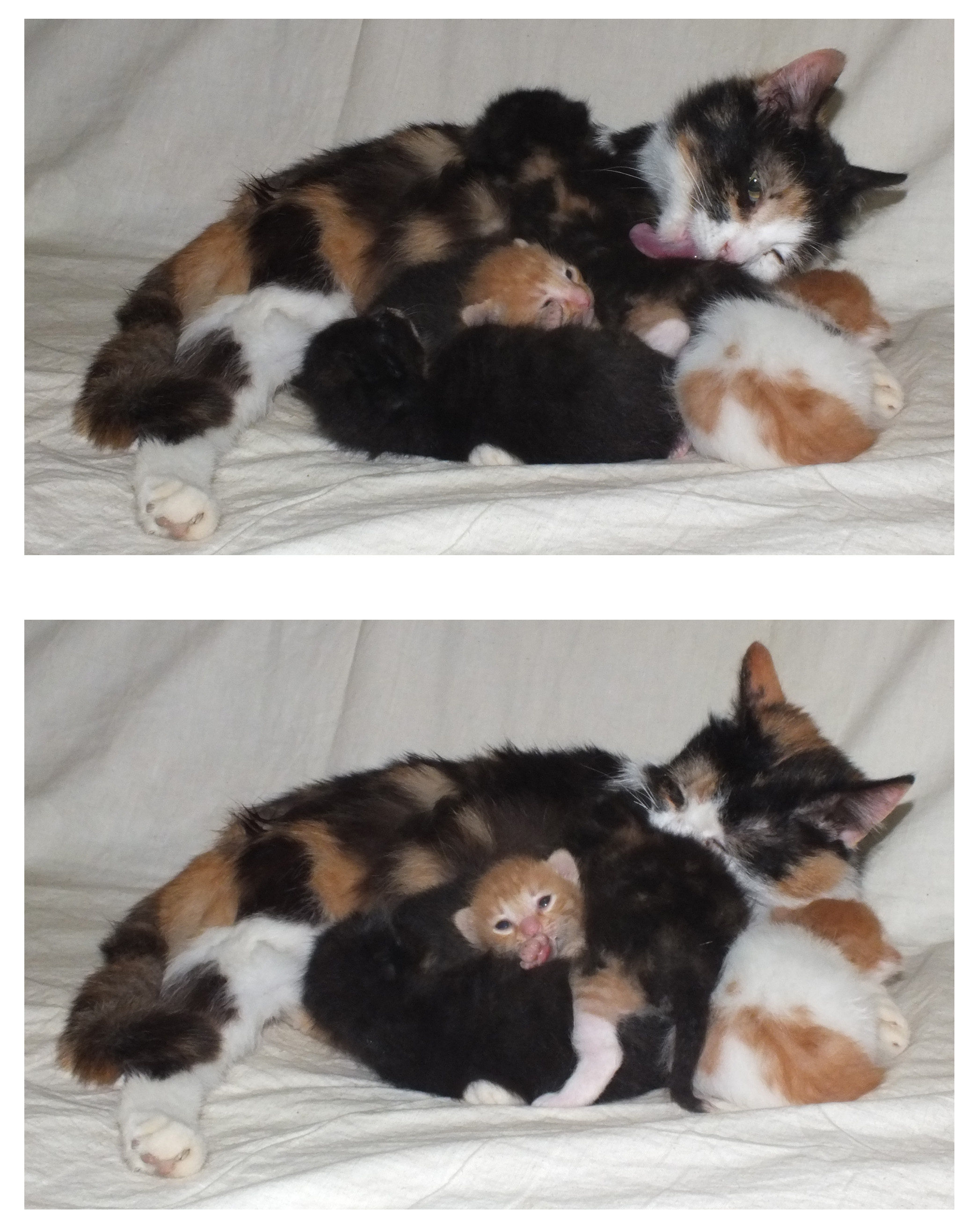 cat_5.jpg