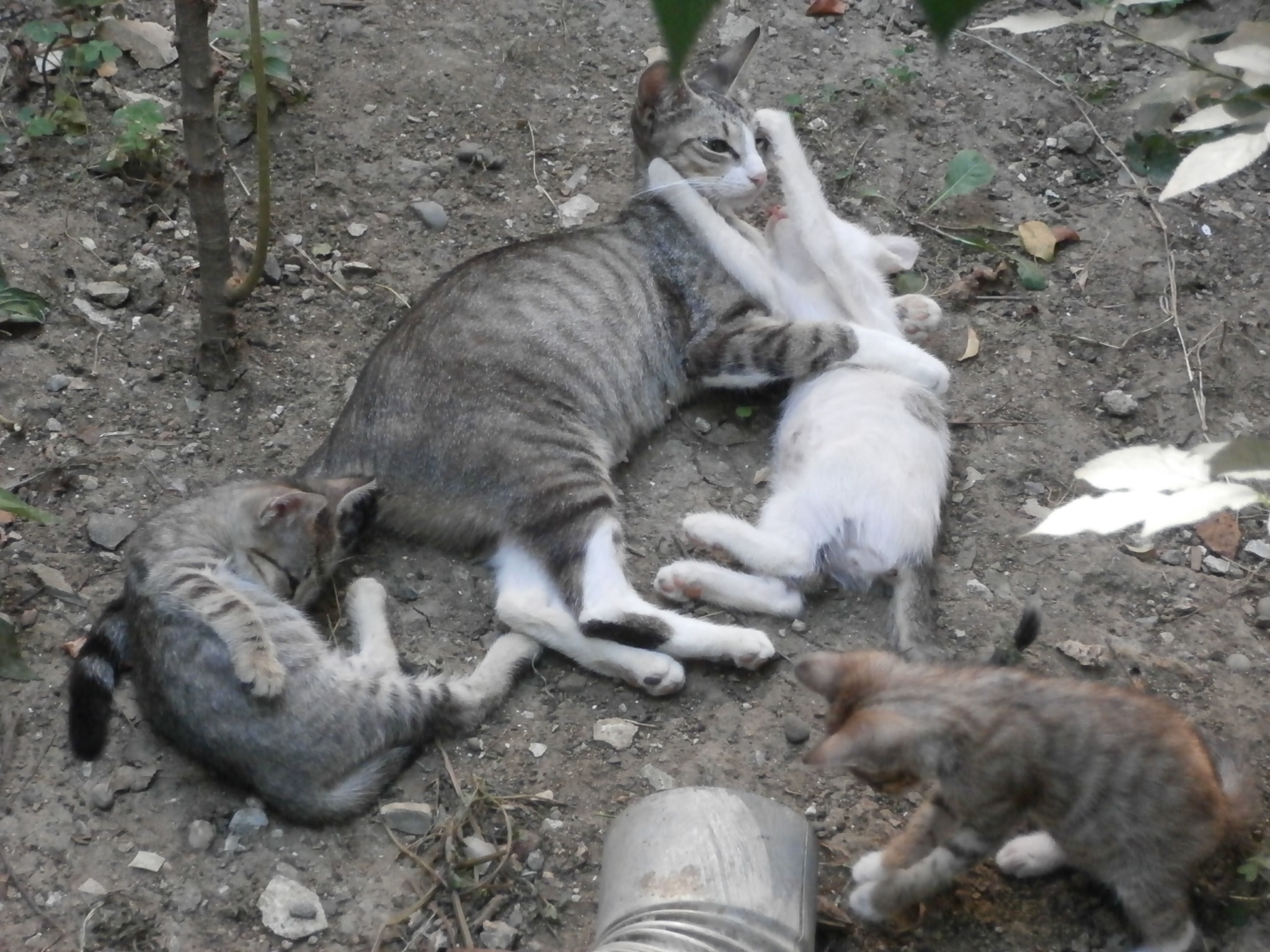 P1010035.jpg