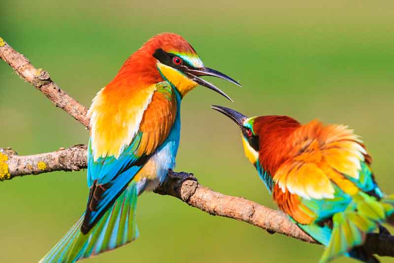 european_bee_eater.jpg