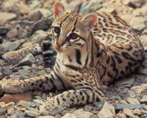 ocelot.jpg