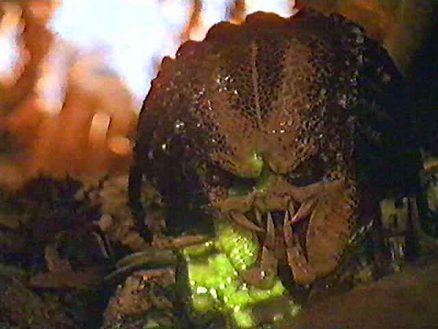 predator_large_18.jpg
