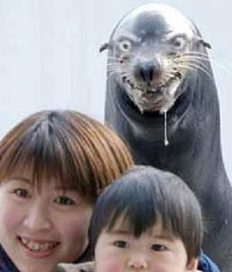 seal_attack.jpg