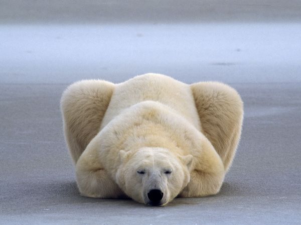bbbbear.jpg