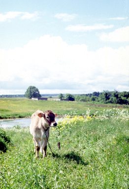 landsk_wsmcow_s.jpg