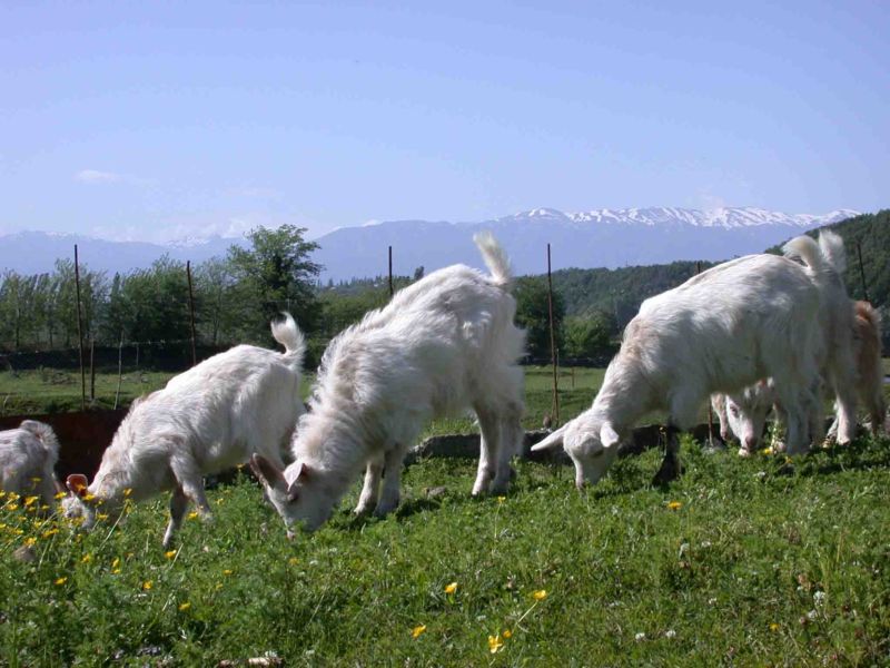 goats_on_farm.jpg