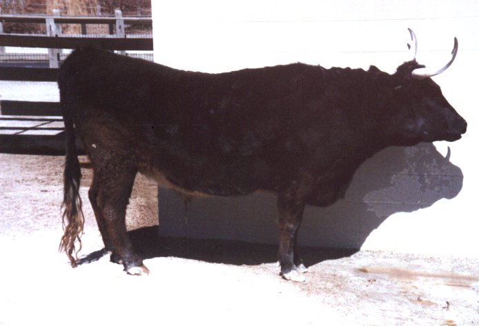 bull_qq.jpg