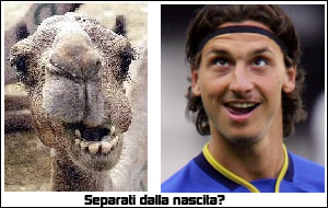 ibrahimovich_shit.jpg