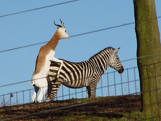 antelope_humping_zebra.jpg