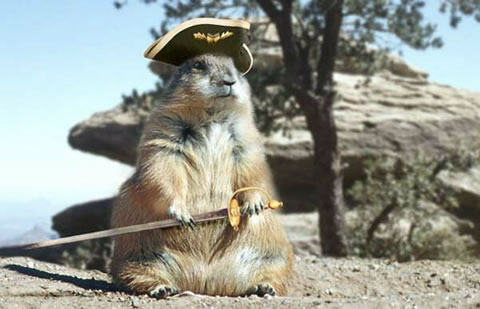 pirate_squirrel.jpg