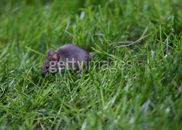 Mouse_on_Old_Trafford.jpg