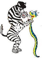 zebrainterbc3.jpg