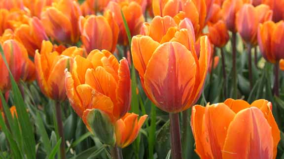 tulips.jpg