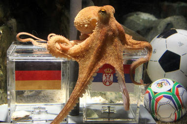 06_26_octopus_paul_full_380.jpg