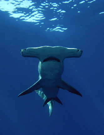 Great_Hammerhead_13__Andy_M.jpg