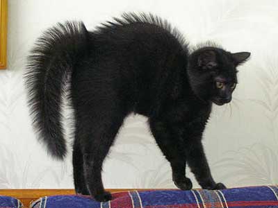 nikki_halloween_cat.jpg