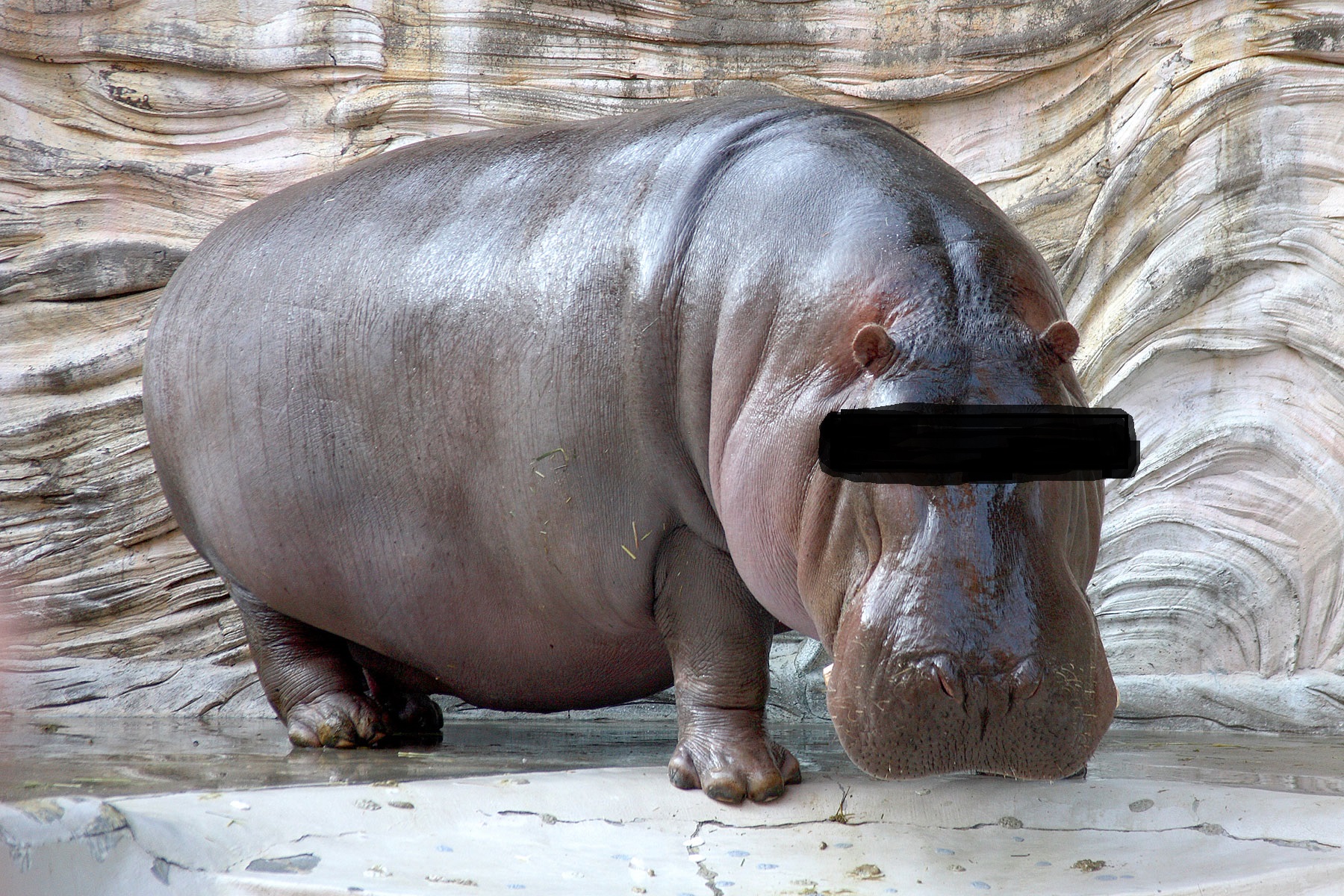 Hippopotamus___04.jpg