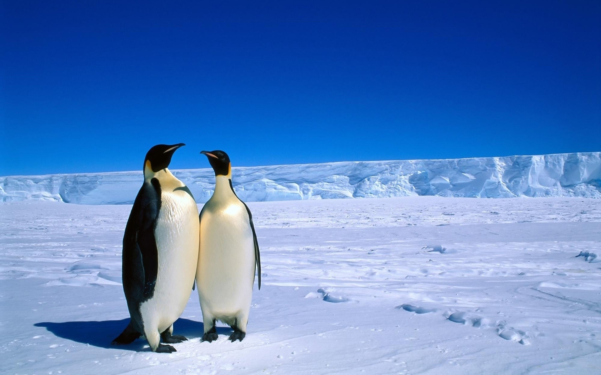 6769037_adorable_antarctica_wallpaper.jpg