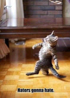 5932c206408d4c14343b8f474a1b8548__cat_walk_funny_shit.jpg