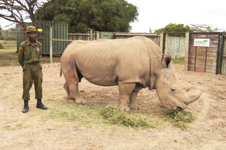sudan_rhino_4_1521560847_768x512.jpg