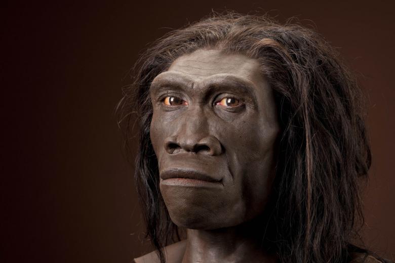 Homo_erectus.jpg