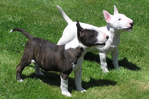 english_bullterrier_walks_outdoors_summer_260nw_420755206.jpg