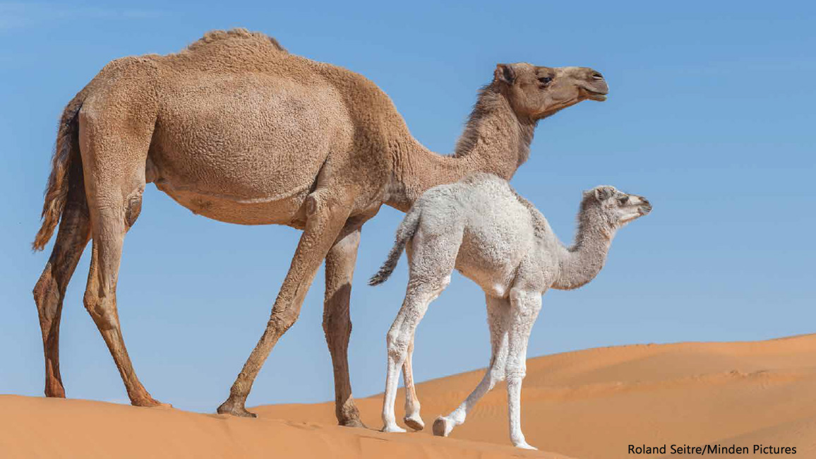 Camels_by_Roland_Seitre_Minden_1156x650.jpg