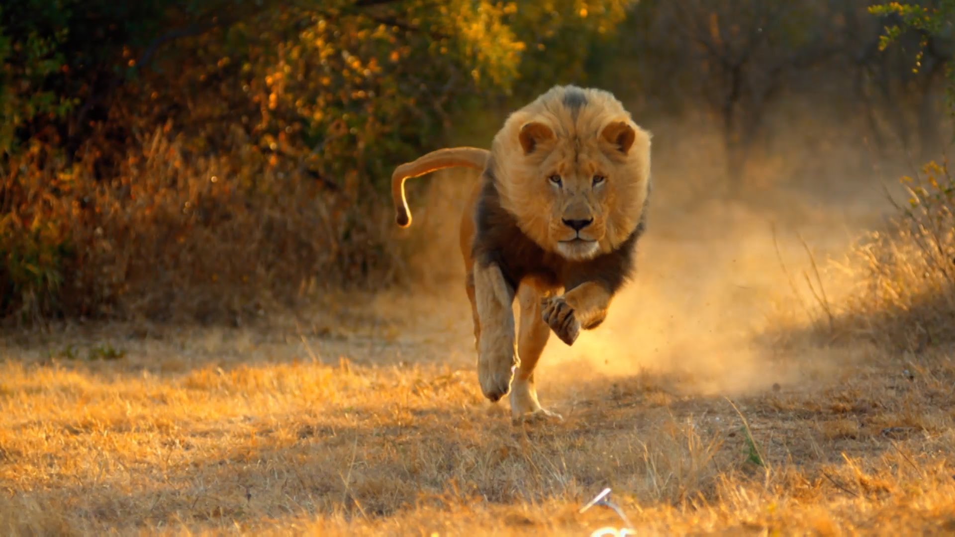 lion_hunting_2015_hd_documentary.jpg