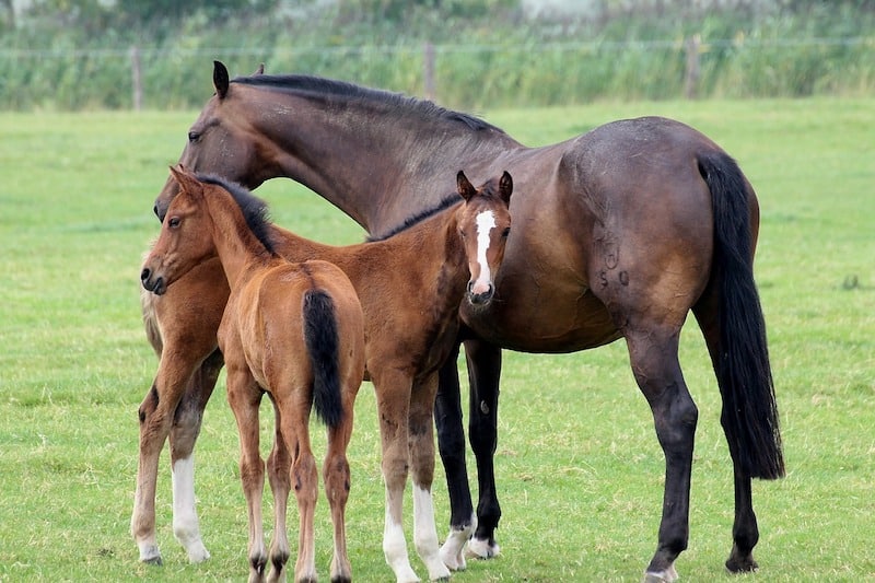 foal_467398_1280_copy.jpg