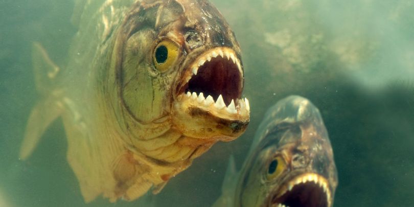 0_piranhas_645dfa3c377b3.jpg