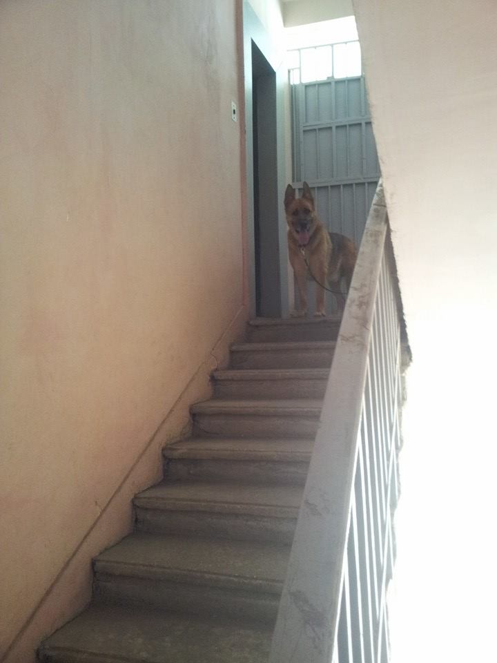 dog.jpg