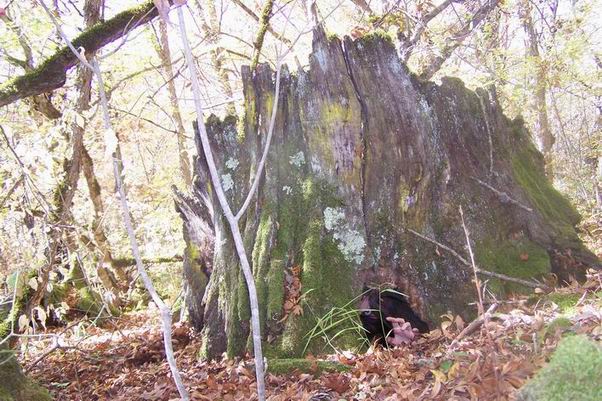 Resize_of_blair_witch_wood_troll.jpg