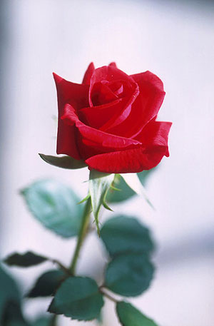 393px_Red_rose.jpg