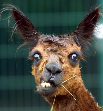 die_gesichter_der_berliner_zoos_031.jpg