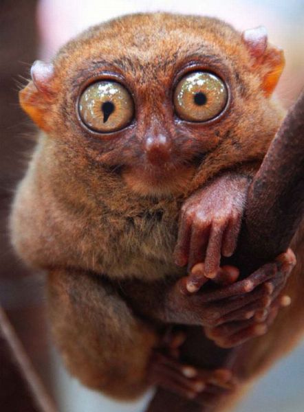 tarsiers_photo_manipulations_640_08.jpg