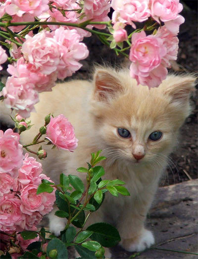 cute_cat_pet_cat.jpg