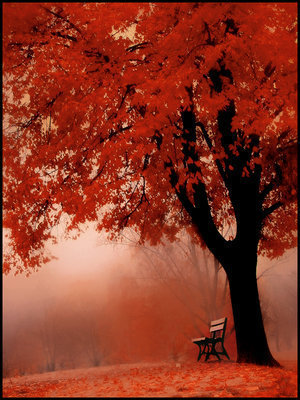 AutumnTrees6.jpg