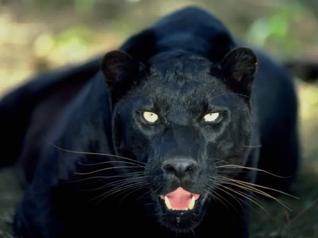 black_panther.jpg