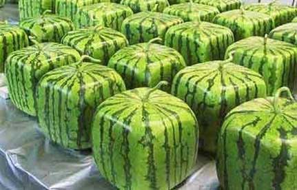 square_watermelon.jpg