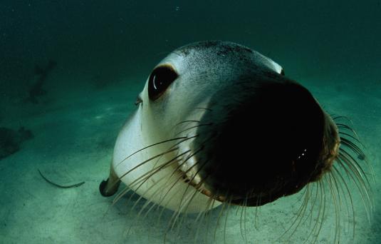 sealion.JPG