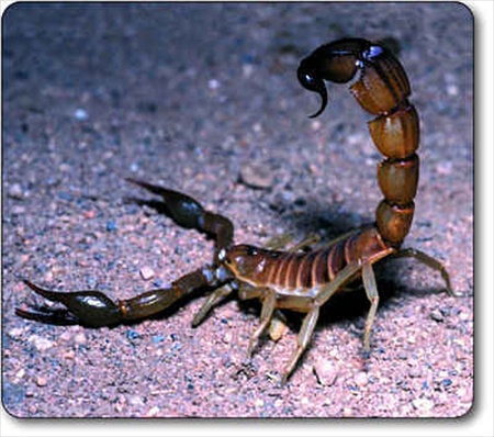 scorpio.jpg