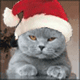 4fc300_6c7f9f550000.gif