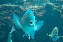3271429135_b080f64bb8_m.jpg