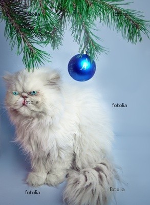 cat.jpg