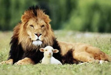 lionlamb.jpg