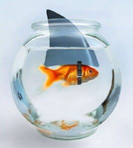 fish.jpg